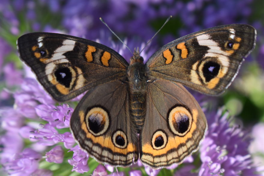 Close-up of a butterfly with detailed wing patterns perched on purple flowers in a nature photography setting.
