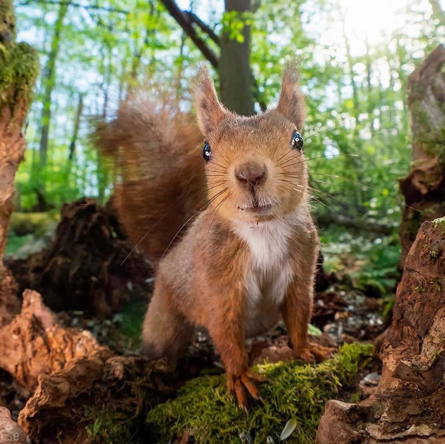 Say It Loud, I’m Red And I’m Proud