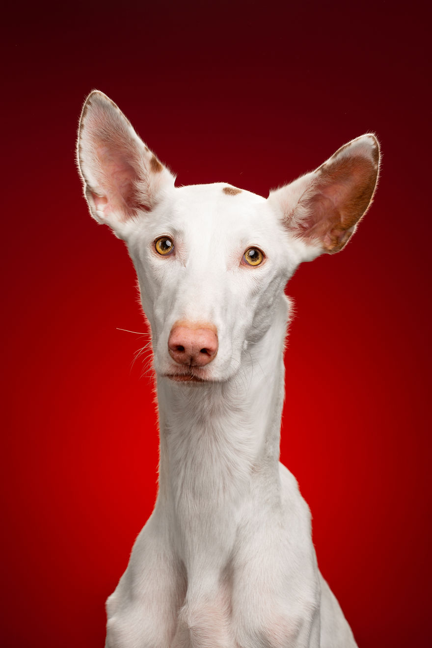 We Prove That Every Dog Can Be A Perfect Model With A Collection Of Artistic And Contemporary-Look Dog Portraits