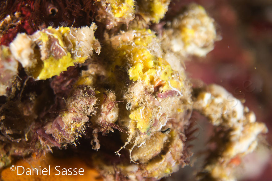 Decorater Crab 50mm (0.164042 Ft)