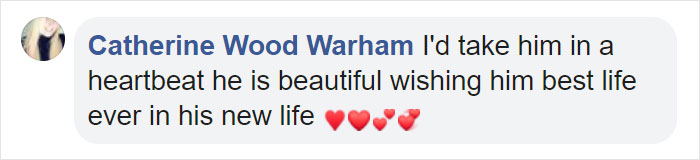 Dog Finally Gets Adopted After His Mother's Attack Left His Face Wonky