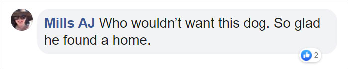 Dog Finally Gets Adopted After His Mother's Attack Left His Face Wonky