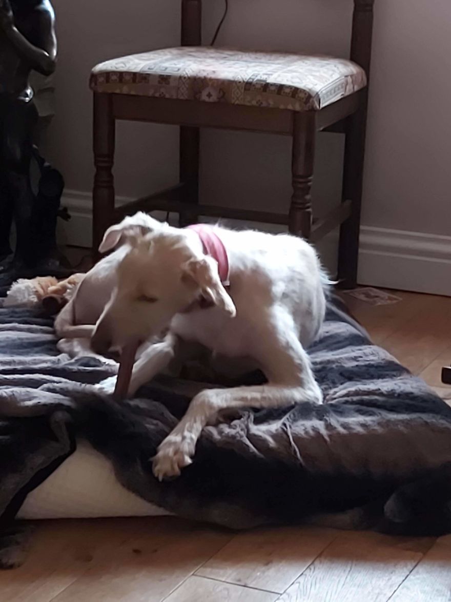 Dog Is Found In The Streets On The Brink Of Death, Makes A Miraculous Recovery Dog Is Found In The Streets On The Brink Of Death, Makes A Miraculous Recovery