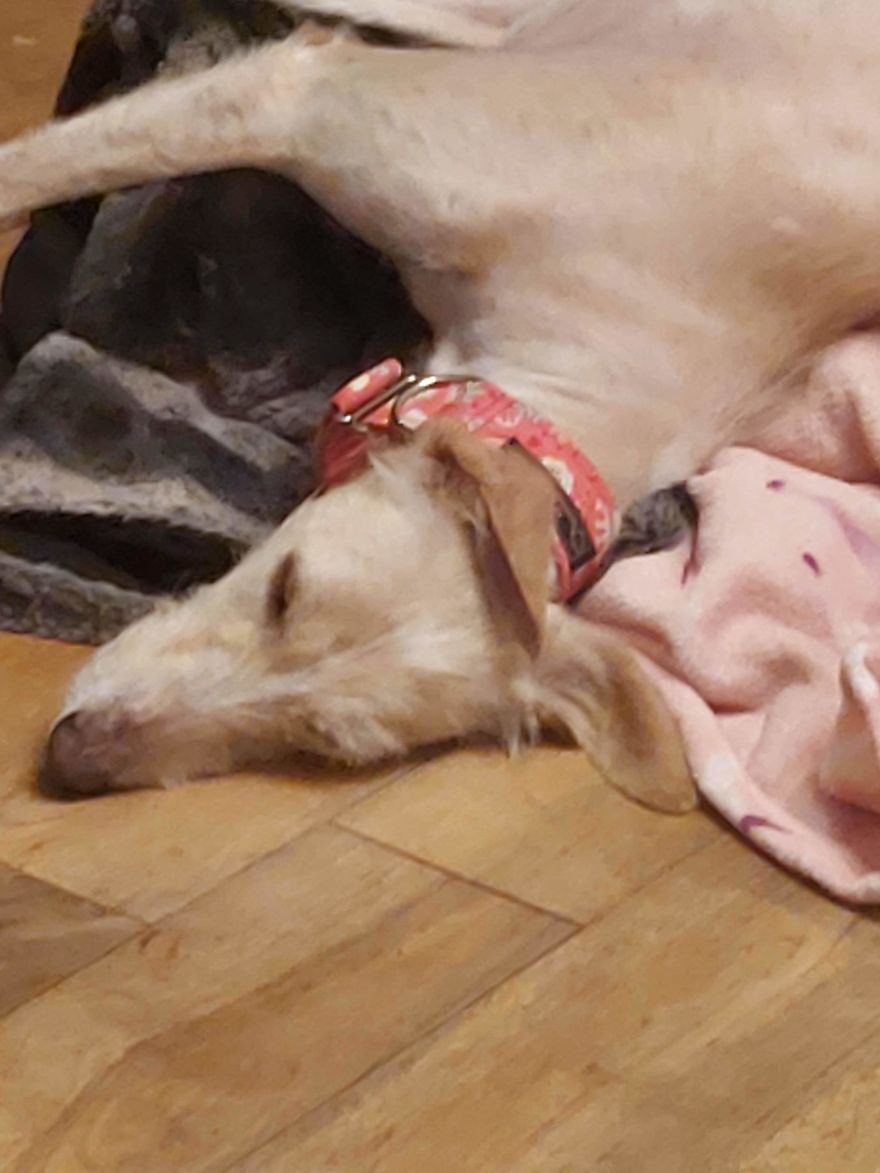 Dog Is Found In The Streets On The Brink Of Death, Makes A Miraculous Recovery Dog Is Found In The Streets On The Brink Of Death, Makes A Miraculous Recovery