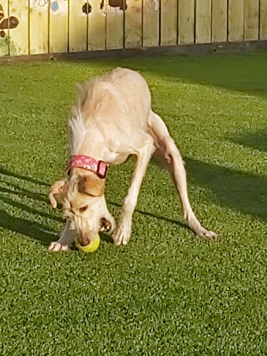 Dog Is Found In The Streets On The Brink Of Death, Makes A Miraculous Recovery Dog Is Found In The Streets On The Brink Of Death, Makes A Miraculous Recovery