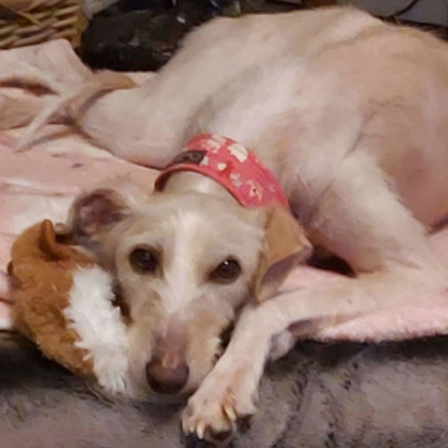 Dog Is Found In The Streets On The Brink Of Death, Makes A Miraculous Recovery Dog Is Found In The Streets On The Brink Of Death, Makes A Miraculous Recovery