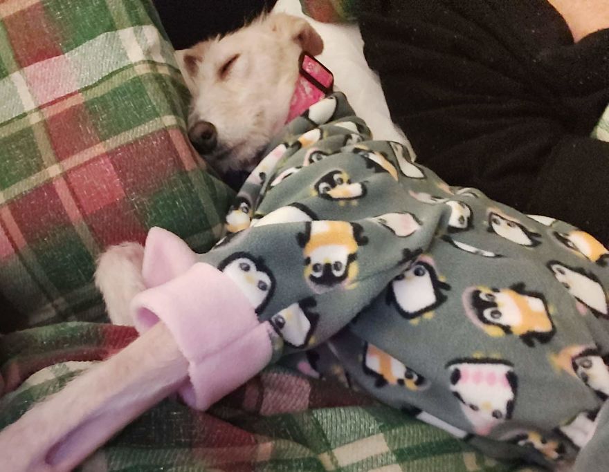 Dog Is Found In The Streets On The Brink Of Death, Makes A Miraculous Recovery Dog Is Found In The Streets On The Brink Of Death, Makes A Miraculous Recovery