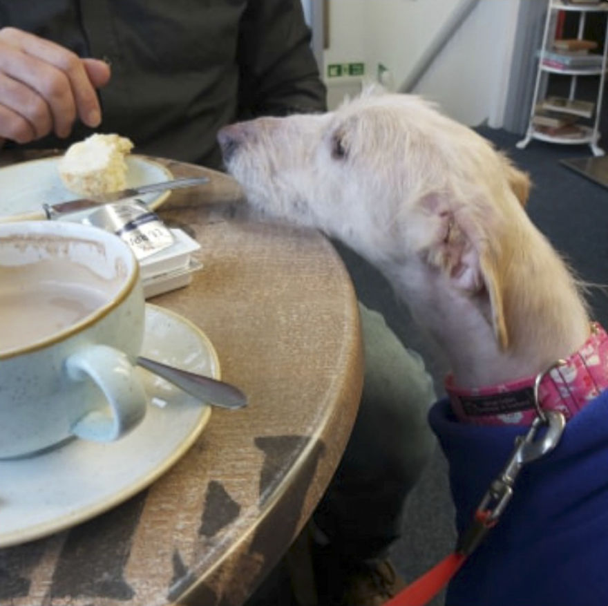 Dog Is Found In The Streets On The Brink Of Death, Makes A Miraculous Recovery Dog Is Found In The Streets On The Brink Of Death, Makes A Miraculous Recovery