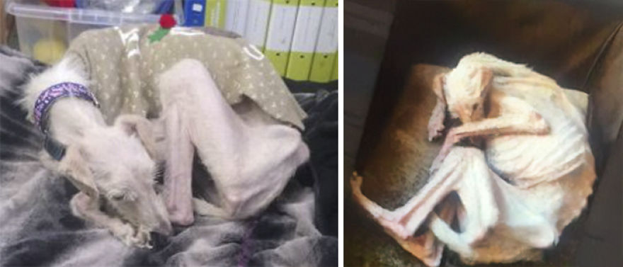 Dog Is Found In The Streets On The Brink Of Death, Makes A Miraculous Recovery Dog Is Found In The Streets On The Brink Of Death, Makes A Miraculous Recovery