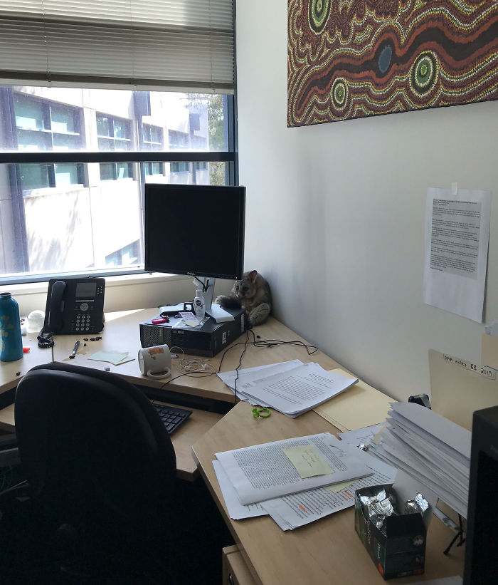 Possum Trashes Woman's Office In Australia, Becomes A Meme