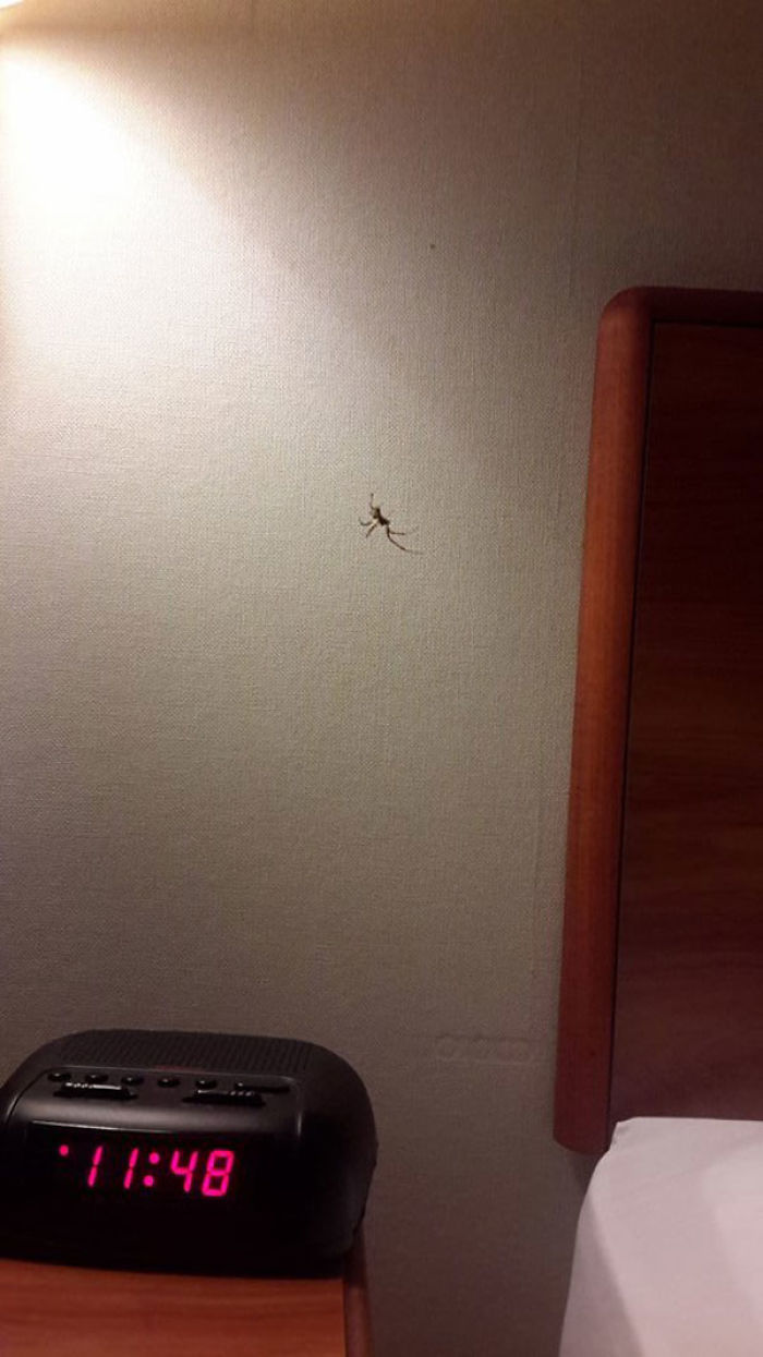 Hotel Spider