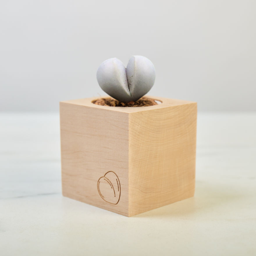 This Genius Eco-Cube Lets You Grow Your Own Tiny Succulent Shaped Like A Butt This Genius Eco-Cube Lets You Grow Your Own Tiny Succulent Shaped Like A Butt