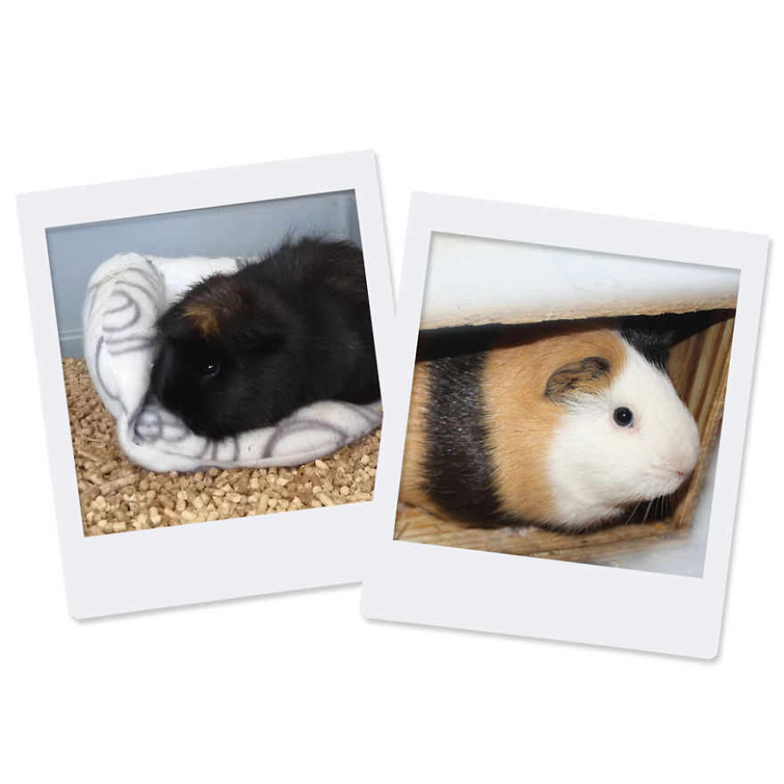 After 8 Amazing Years Of Owning My Guinea Pigs, I Created Tribute Comics For Them