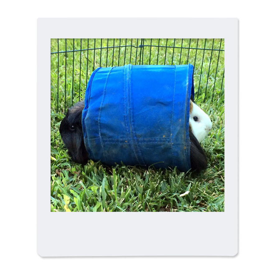 After 8 Amazing Years Of Owning My Guinea Pigs, I Created Tribute Comics For Them