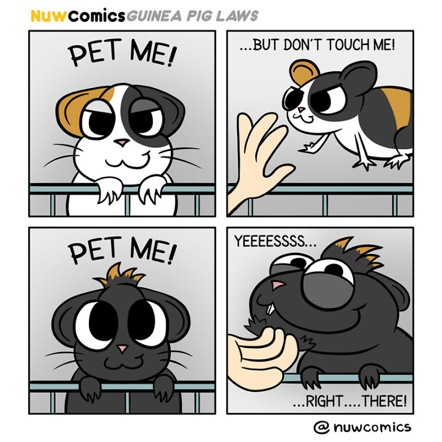 After 8 Amazing Years Of Owning My Guinea Pigs, I Created Tribute Comics For Them After 8 Amazing Years Of Owning My Guinea Pigs, I Created Tribute Comics For Them