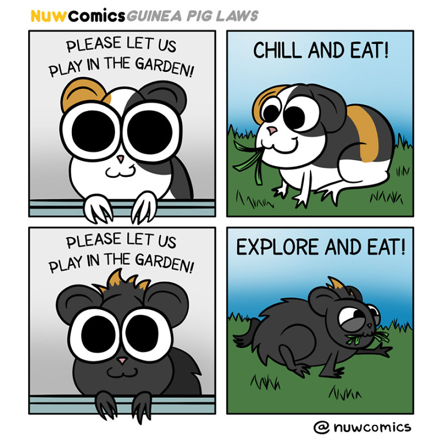 After 8 Amazing Years Of Owning My Guinea Pigs, I Created Tribute Comics For Them