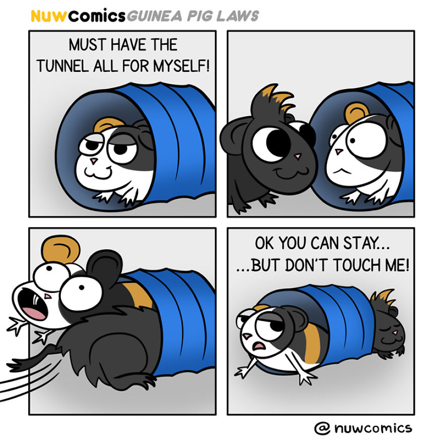 After 8 Amazing Years Of Owning My Guinea Pigs, I Created Tribute Comics For Them