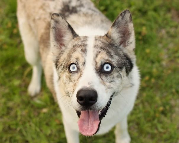 What If We Mix Siberian Huskies With Other Breeds? What If We Mix Siberian Huskies With Other Breeds?