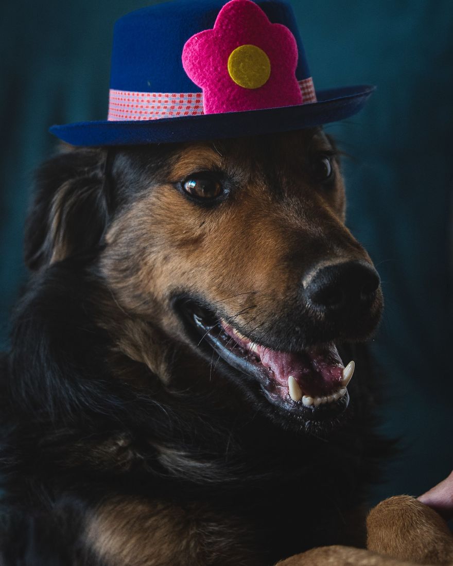 I Did A Photoshoot Of Shelter Dogs, And They All Got Adopted