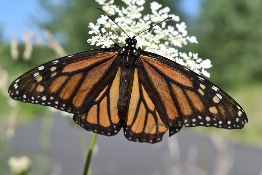 Monarch butterfly with detailed wings perched on white flower in natural outdoor setting, photograph of butterflies.