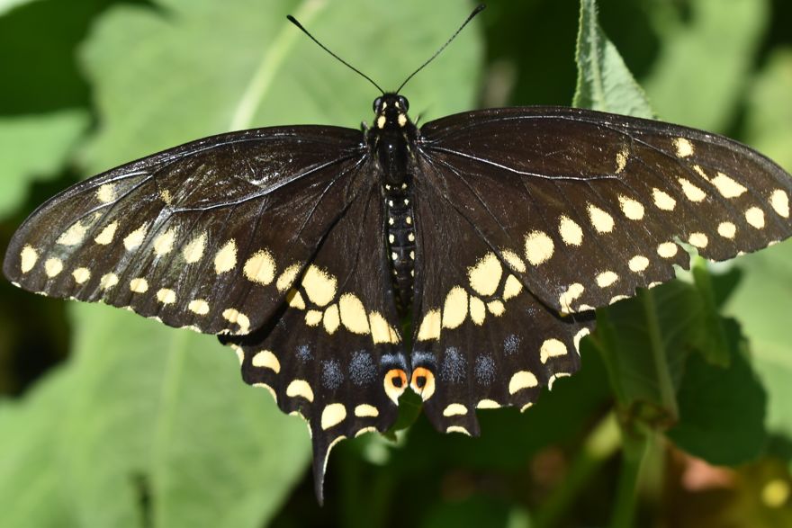 Close-up of a black and yellow butterfly on green leaves, showcasing detailed wings in nature photography of butterflies.