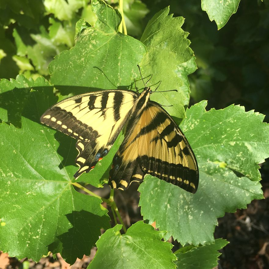Yellow and black butterfly resting on bright green leaves in a sunlit garden, showcasing detailed wing patterns.