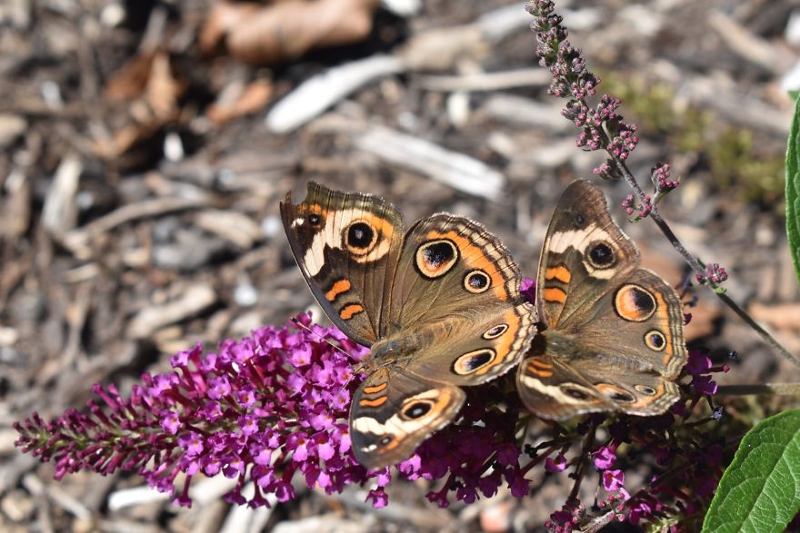 Two butterflies with eye spots resting on vibrant purple flowers in a garden, showcasing nature’s delicate beauty.