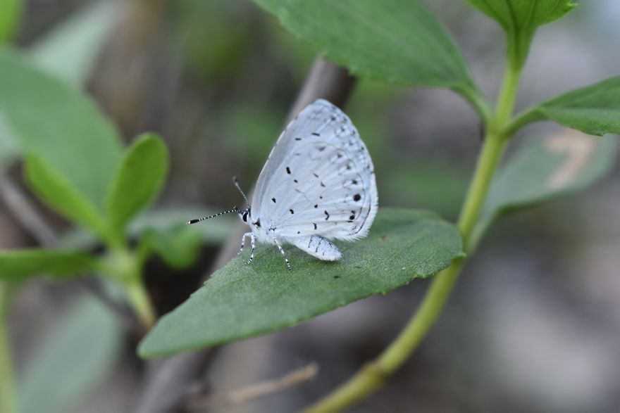 A close-up of a small white butterfly perched on a green leaf in a natural outdoor setting, highlighting butterfly details.