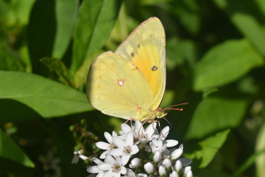 Yellow butterfly close-up on white flowers in green foliage, showcasing nature and photograph butterflies in sunlight.