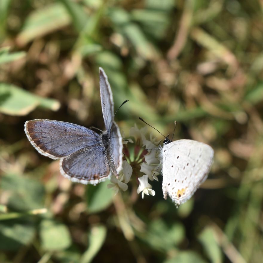 Two butterflies feeding on a white flower captured in close-up emphasizing butterfly photography in nature.
