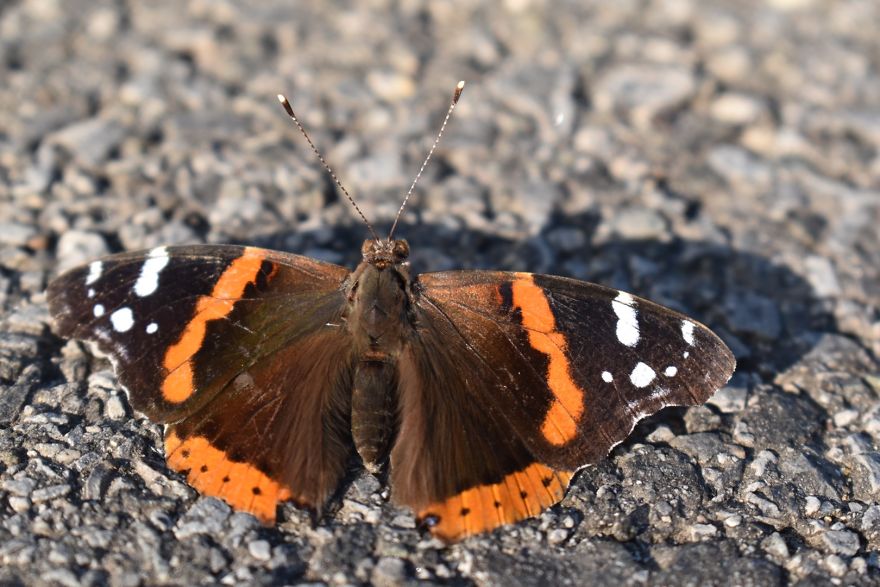 Butterfly with orange, black, and white wings resting on a rocky surface captured in detailed butterfly photography.