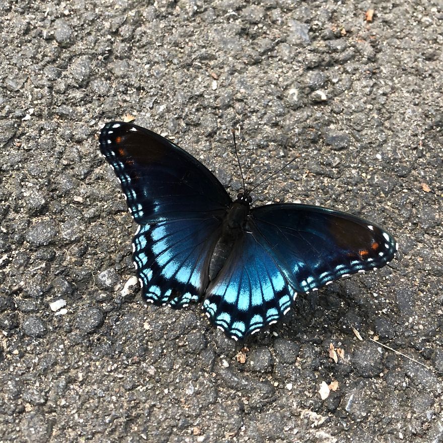 Blue and black butterfly resting on a textured gray asphalt surface, captured in detailed close-up photography.