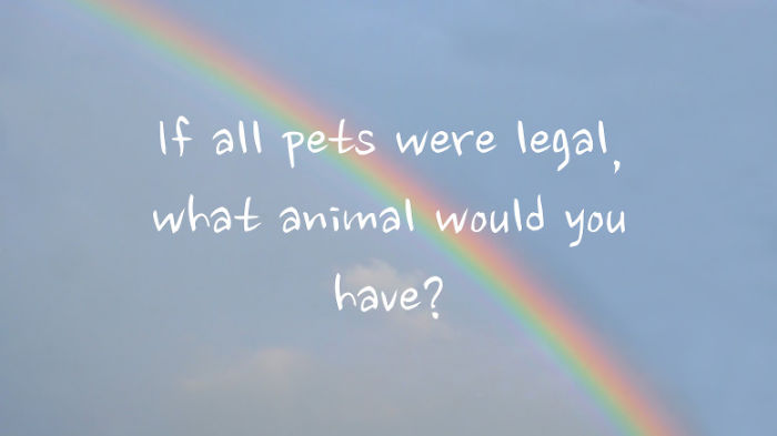 If All Pets Were Legal, What Animal Would You Have?