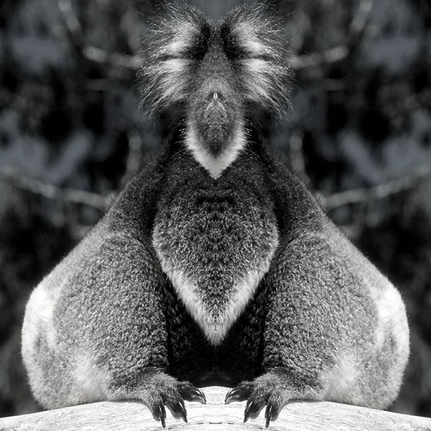 I Mirrored Koalas To Make People Reflect