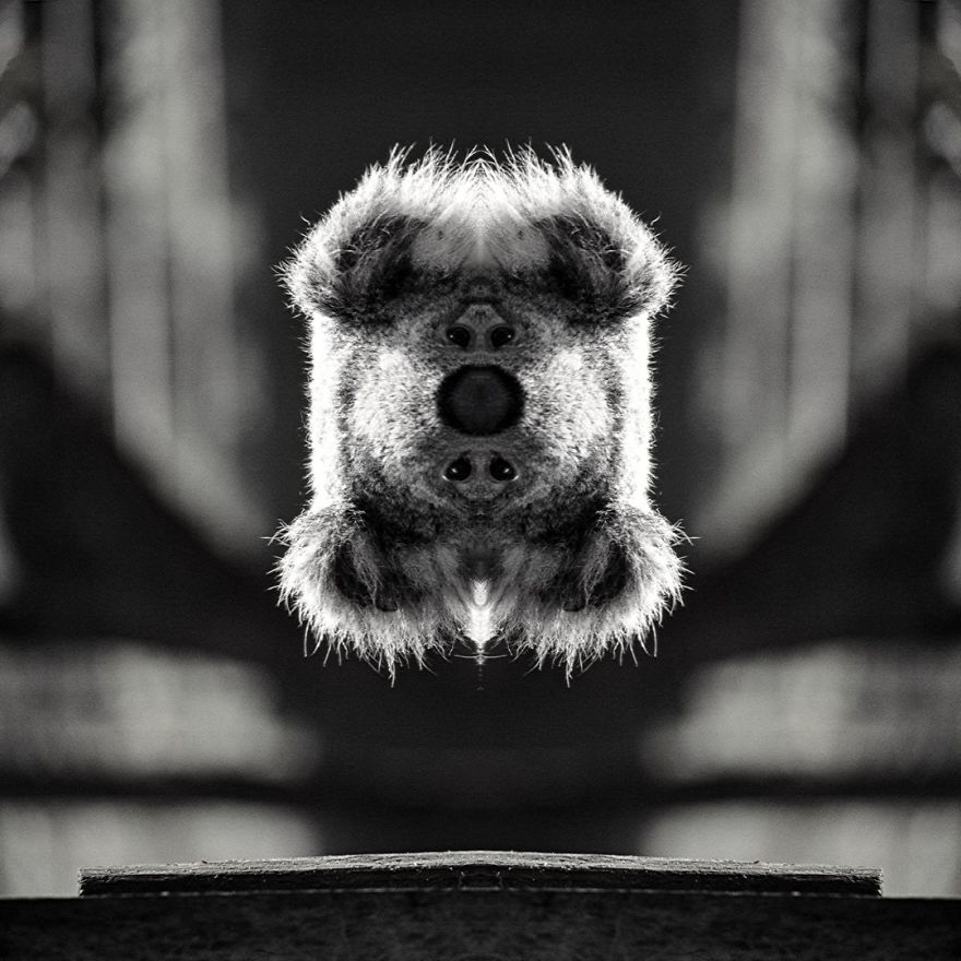 I Mirrored Koalas To Make People Reflect