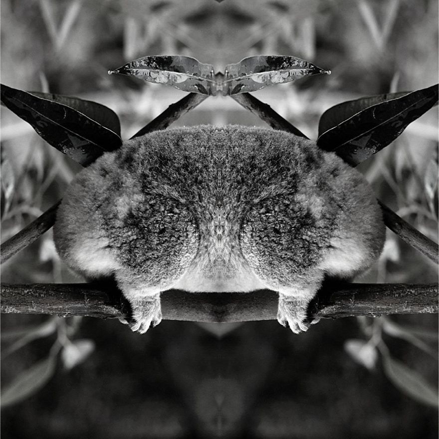 I Mirrored Koalas To Make People Reflect