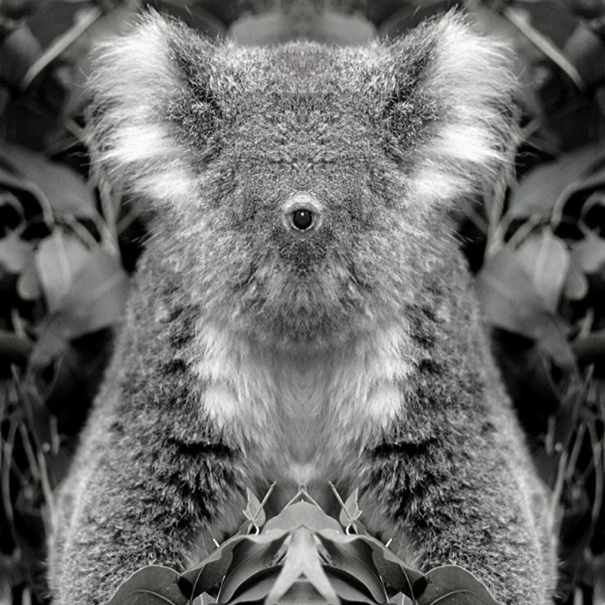I Mirrored Koalas To Make People Reflect