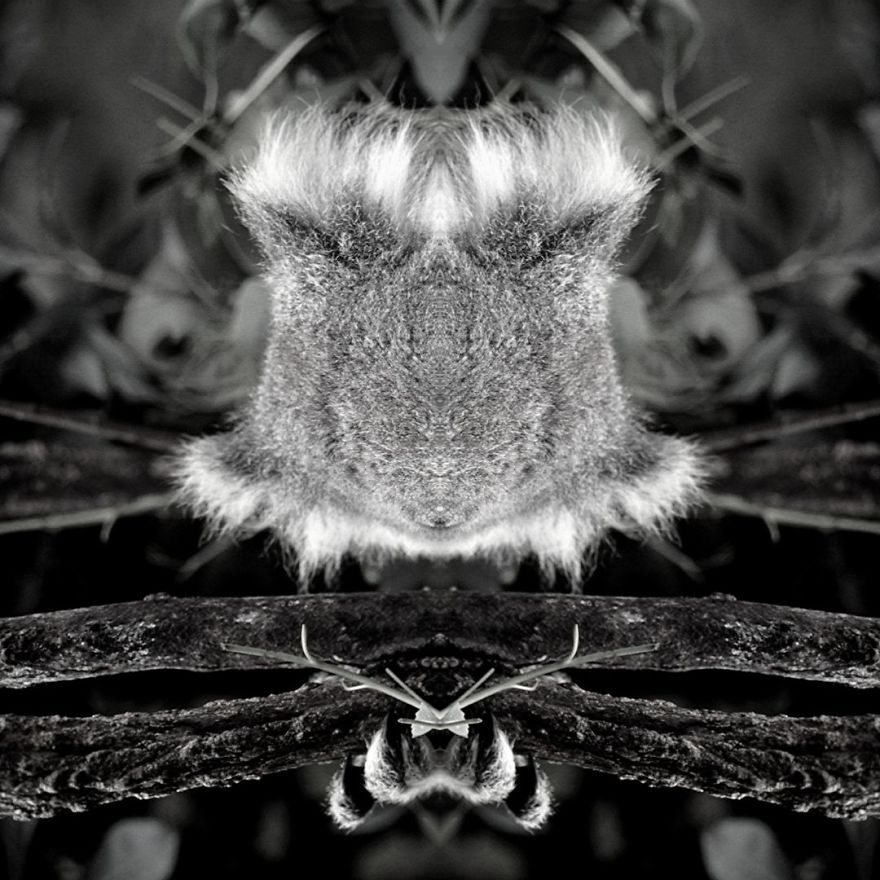 I Mirrored Koalas To Make People Reflect