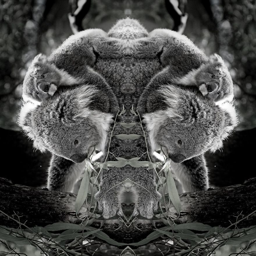 I Mirrored Koalas To Make People Reflect