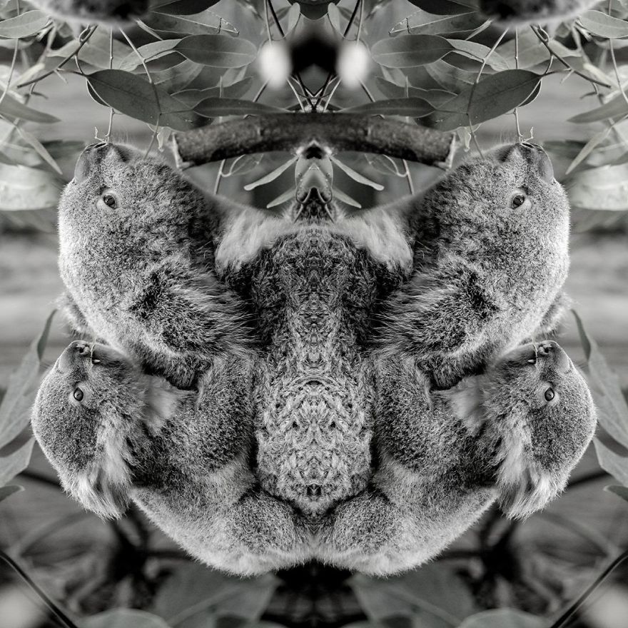 I Mirrored Koalas To Make People Reflect