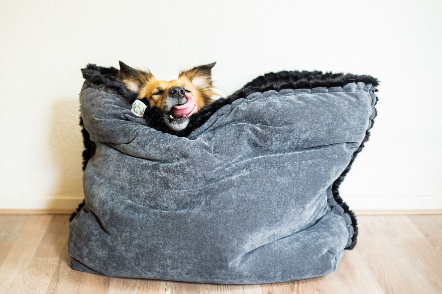 I Designed A 'Fortress' For My Dog Adopted From A Kill Shelter That Helps Dealing With Her Anxiety I Designed A 'Fortress' For My Dog Adopted From A Kill Shelter That Helps Dealing With Her Anxiety