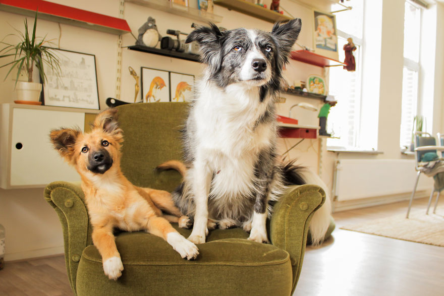 I Designed A 'Fortress' For My Dog Adopted From A Kill Shelter That Helps Dealing With Her Anxiety