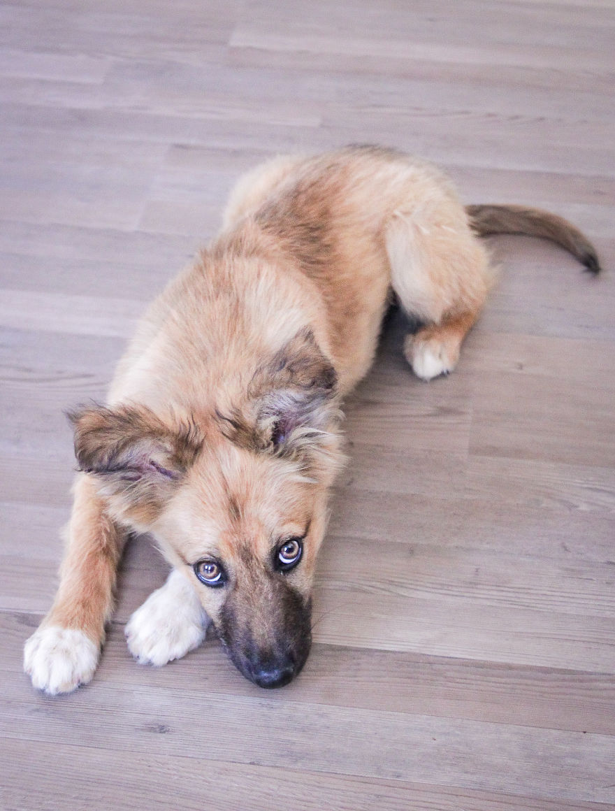 I Designed A 'Fortress' For My Dog Adopted From A Kill Shelter That Helps Dealing With Her Anxiety