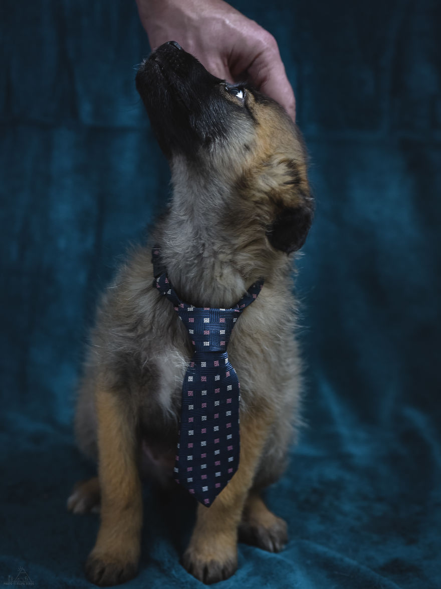 I Did A Photoshoot Of Shelter Dogs, And They All Got Adopted