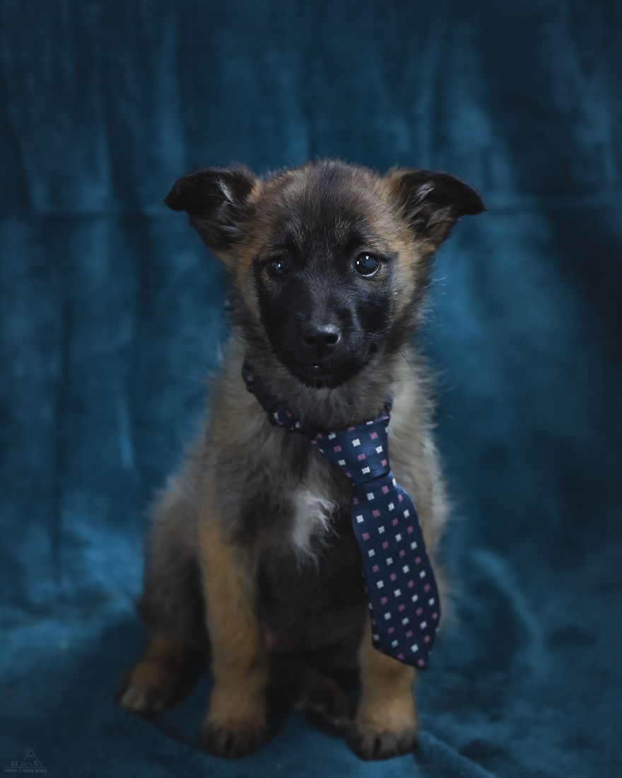 I Did A Photoshoot Of Shelter Dogs, And They All Got Adopted I Did A Photoshoot Of Shelter Dogs, And They All Got Adopted