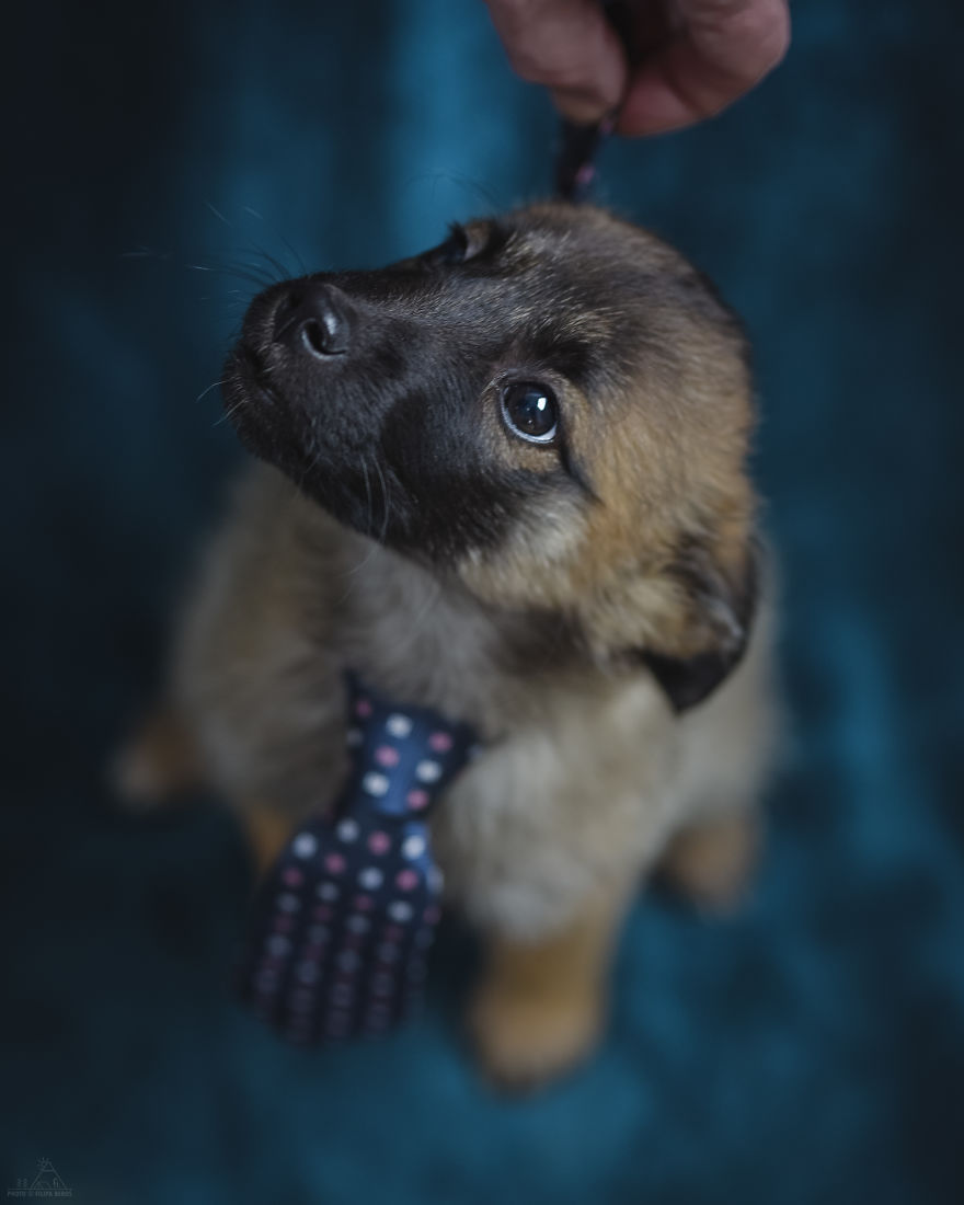 I Did A Photoshoot Of Shelter Dogs, And They All Got Adopted I Did A Photoshoot Of Shelter Dogs, And They All Got Adopted