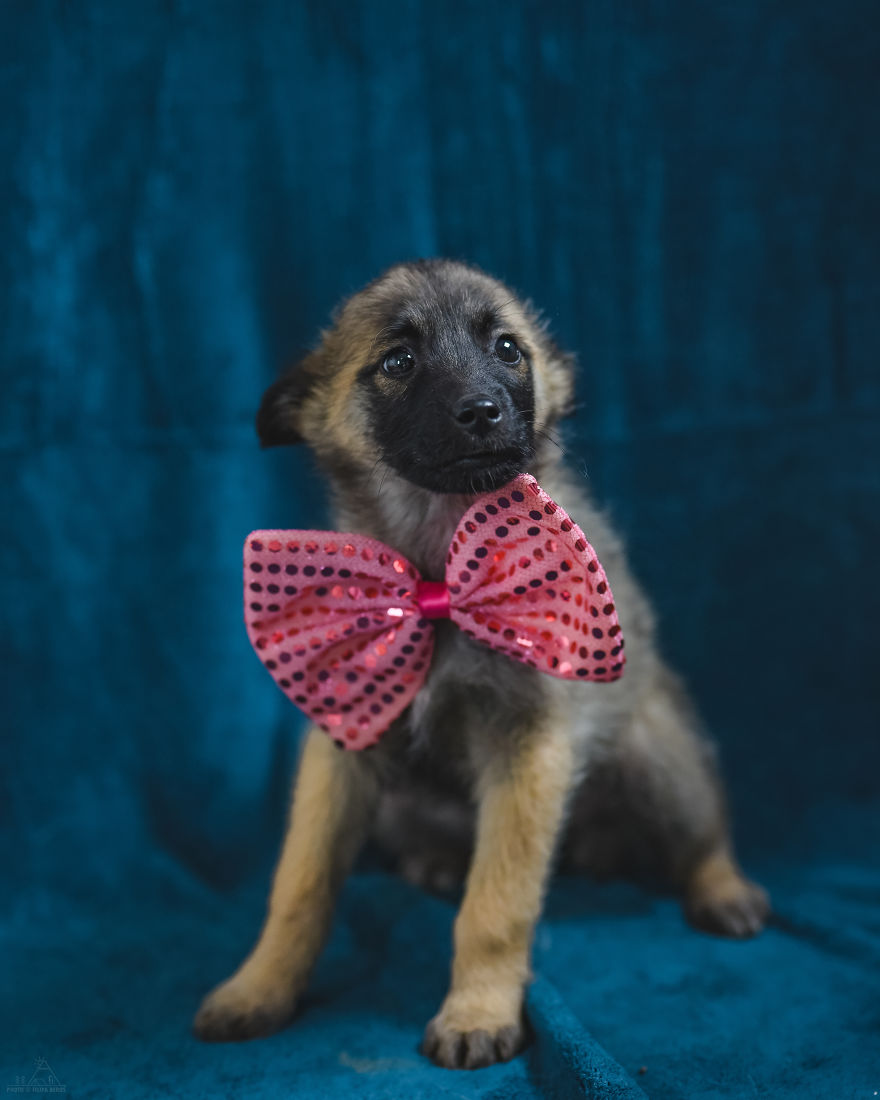 I Did A Photoshoot Of Shelter Dogs, And They All Got Adopted