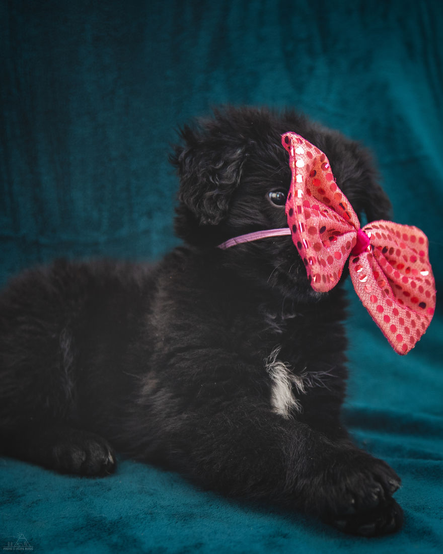 I Did A Photoshoot Of Shelter Dogs, And They All Got Adopted