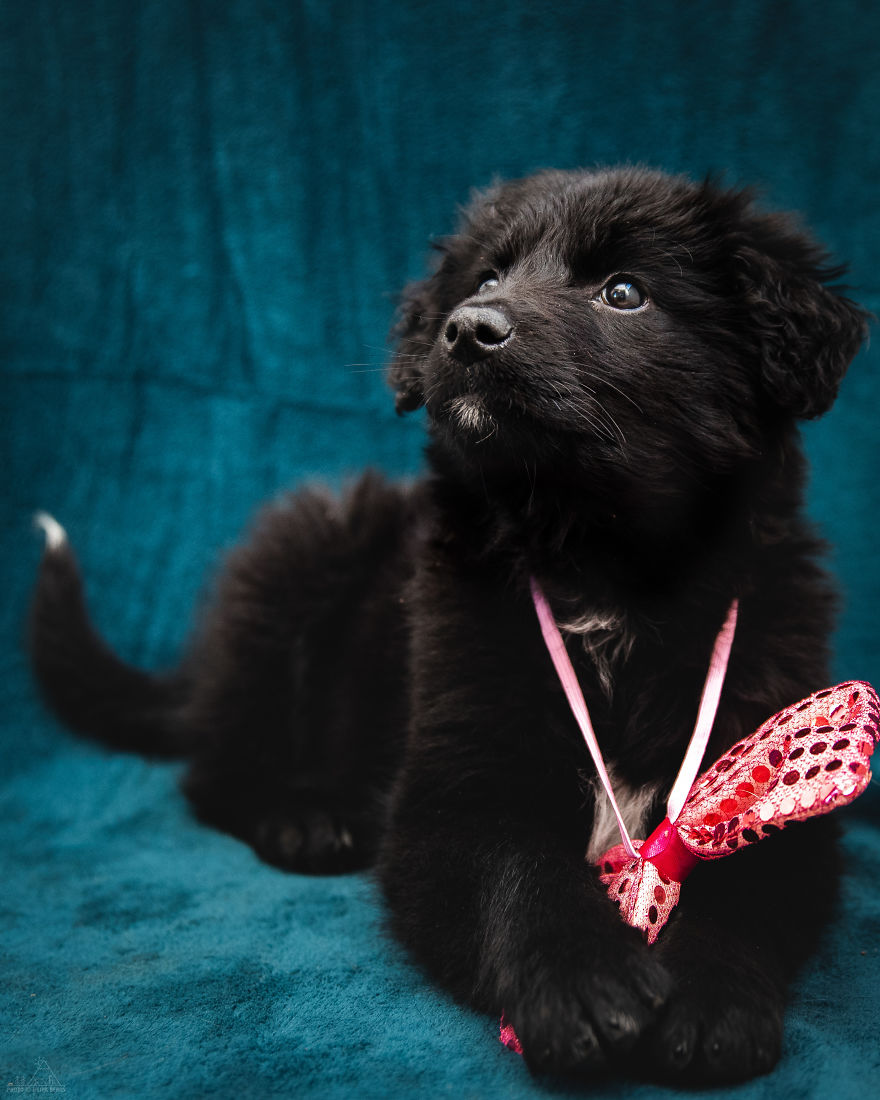 I Did A Photoshoot Of Shelter Dogs, And They All Got Adopted I Did A Photoshoot Of Shelter Dogs, And They All Got Adopted