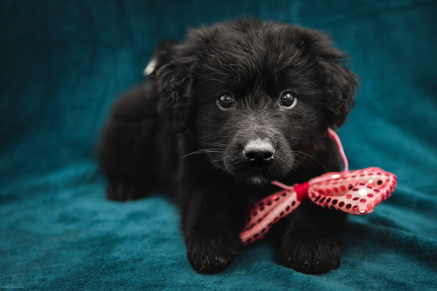 I Did A Photoshoot Of Shelter Dogs, And They All Got Adopted